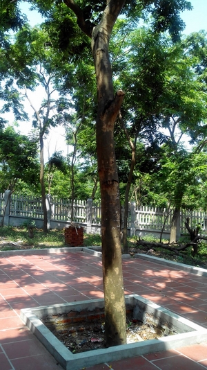 cây tại vườn